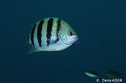 Abudefduf-saxatilis-sergent major-Bonaire Buddy reef-8m-20120217-Denis-ADER-DSC_6277_tn